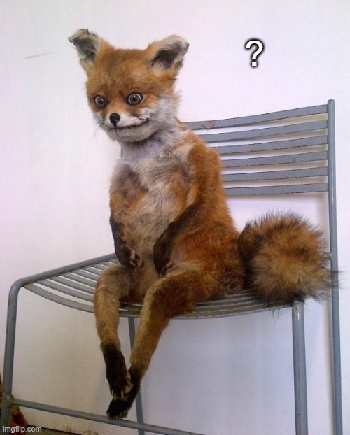 Stoned Fox | ? | image tagged in stoned fox | made w/ Imgflip meme maker
