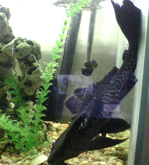 my goofy boofy ass pleco (don't mind jimmy in the background) | made w/ Imgflip meme maker