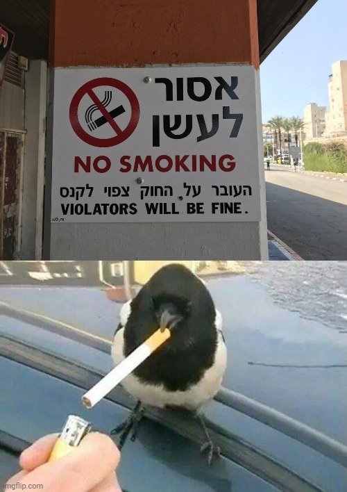 "Will be fine" | image tagged in bird smoking,no smoking,smoking,fined,you had one job,memes | made w/ Imgflip meme maker