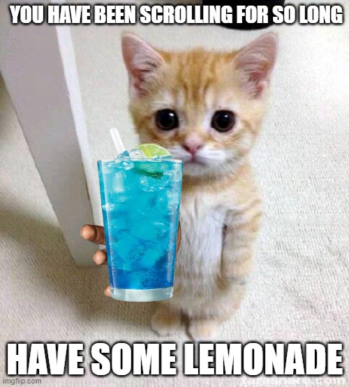 Have some lemonade | YOU HAVE BEEN SCROLLING FOR SO LONG; HAVE SOME LEMONADE | image tagged in funny,cute cat,funny memes | made w/ Imgflip meme maker