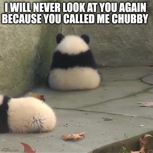 Panda sitting in corner | BECAUSE YOU CALLED ME CHUBBY; I WILL NEVER LOOK AT YOU AGAIN | image tagged in panda sitting in corner | made w/ Imgflip meme maker