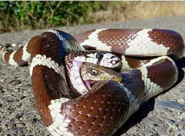 Snake eating lizard that bites snake Blank Meme Template