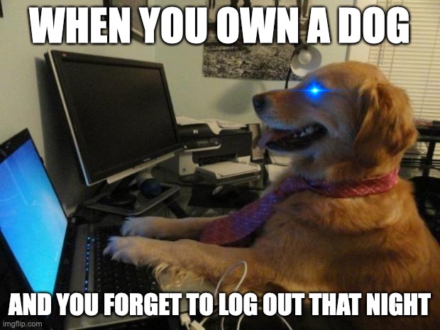 Dog behind a computer | WHEN YOU OWN A DOG; AND YOU FORGET TO LOG OUT THAT NIGHT | image tagged in dog behind a computer | made w/ Imgflip meme maker