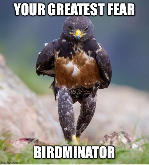 Wondering Wandering Falcon | YOUR GREATEST FEAR BIRDMINATOR | image tagged in wondering wandering falcon | made w/ Imgflip meme maker