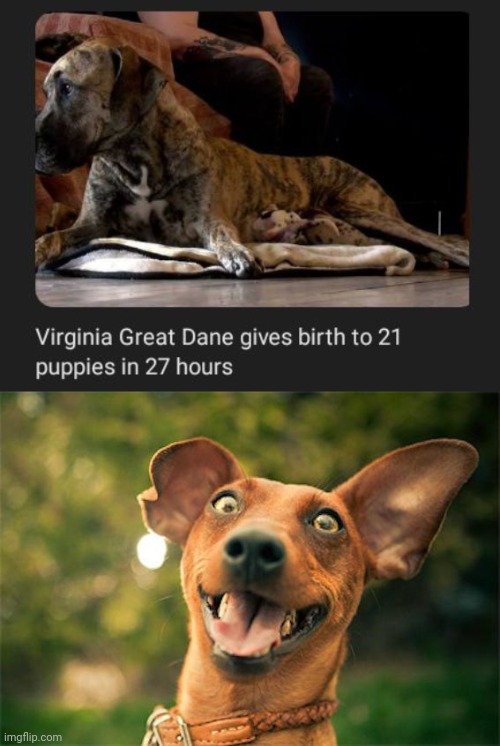 21 puppies in 27 hours | image tagged in happy dog,dogs,dog,great dane,memes,puppies | made w/ Imgflip meme maker