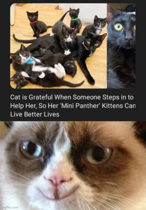 Good for those cats | image tagged in grumpy cat happy,wholesome,cats,cat,memes,kittens | made w/ Imgflip meme maker