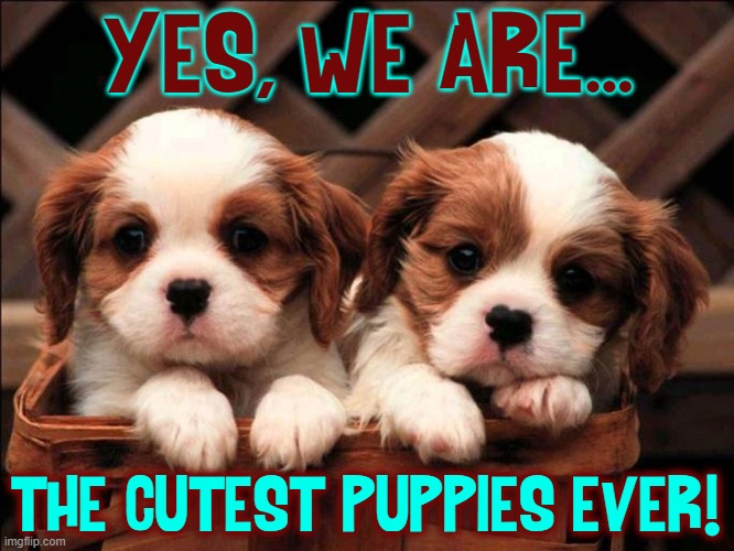 Do they know they are this cute...? | YES, WE ARE... THE CUTEST PUPPIES EVER! | image tagged in vince vance,memes,dogs,cute puppies,basket,baby animals | made w/ Imgflip meme maker