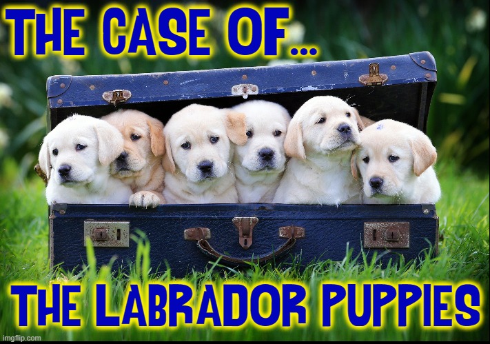 Can You Solve,,, | THE CASE OF... THE LABRADOR PUPPIES | image tagged in vince vance,dogs,memes,puppies,labs,labradors | made w/ Imgflip meme maker