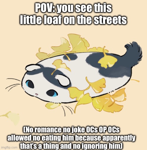 POV: you see this little loaf on the streets; (No romance no joke OCs OP OCs allowed no eating him because apparently that’s a thing and no ignoring him) | made w/ Imgflip meme maker