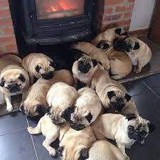 High Quality A Grumble of Pugs Blank Meme Template