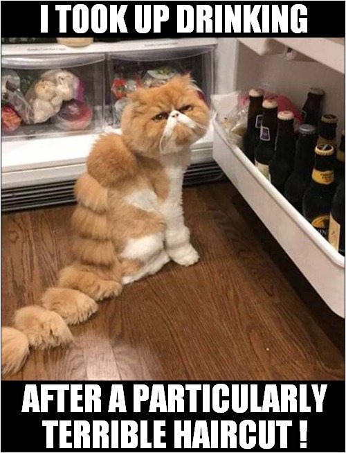 Pet Parlour Consequences ! | I TOOK UP DRINKING; AFTER A PARTICULARLY TERRIBLE HAIRCUT ! | image tagged in cats,pet parlour,bad haircut,drinking | made w/ Imgflip meme maker