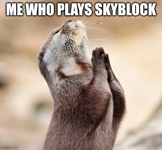 animal praying | ME WHO PLAYS SKYBLOCK | image tagged in animal praying | made w/ Imgflip meme maker