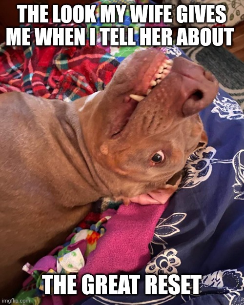 Johnny Hollywood | THE LOOK MY WIFE GIVES ME WHEN I TELL HER ABOUT; THE GREAT RESET | image tagged in true story dog | made w/ Imgflip meme maker