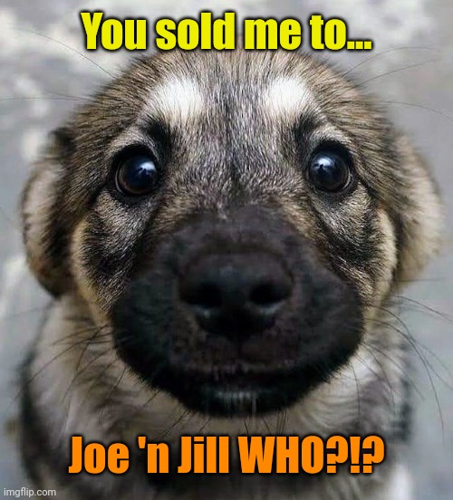 Sad, Sad Puppy. | You sold me to... Joe 'n Jill WHO?!? | made w/ Imgflip meme maker