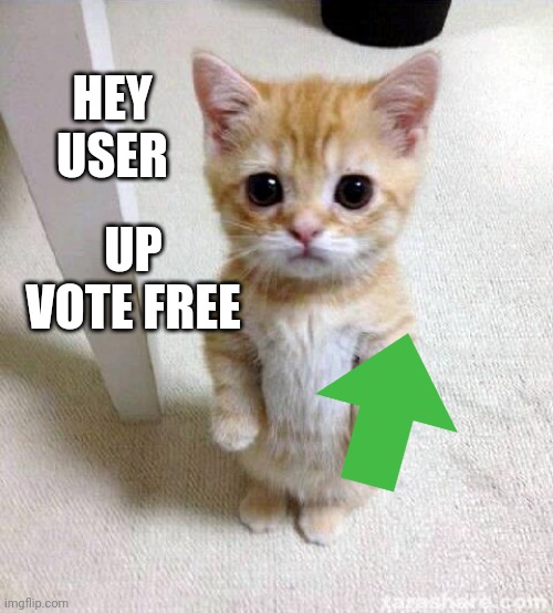 Cute Cat Meme | HEY
USER; UP VOTE FREE | image tagged in memes,cute cat | made w/ Imgflip meme maker