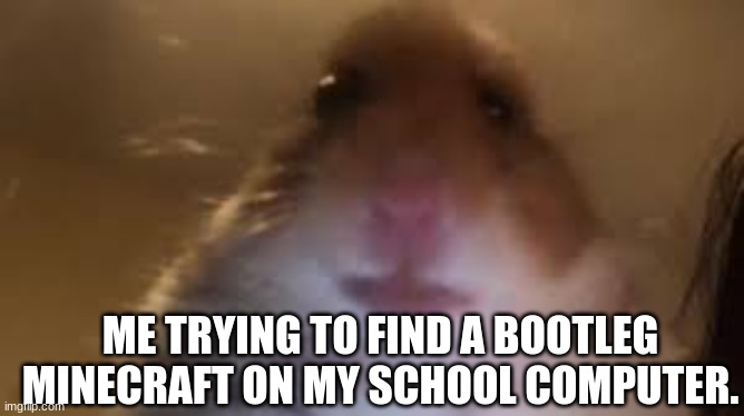 Me trying to find a bootleg Minecraft on my school computer (Facetime Hamster) | ME TRYING TO FIND A BOOTLEG MINECRAFT ON MY SCHOOL COMPUTER. | image tagged in facetime hamster,school,funny memes,mincraft,stupid,random | made w/ Imgflip meme maker