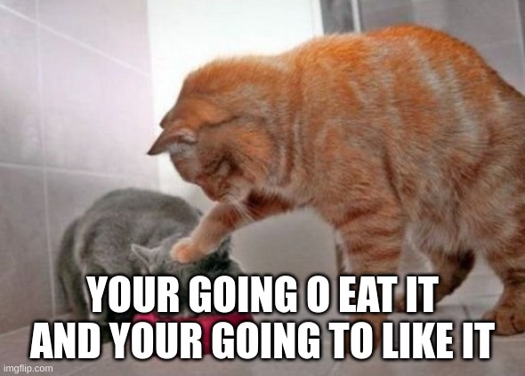 Me making food for people to eat and making them | YOUR GOING O EAT IT AND YOUR GOING TO LIKE IT | image tagged in force feed cat | made w/ Imgflip meme maker