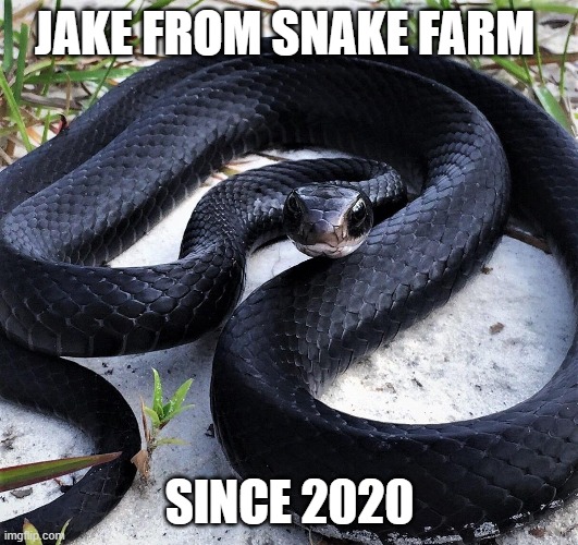 JAKE FROM SNAKE FARM SINCE 2020 | made w/ Imgflip meme maker