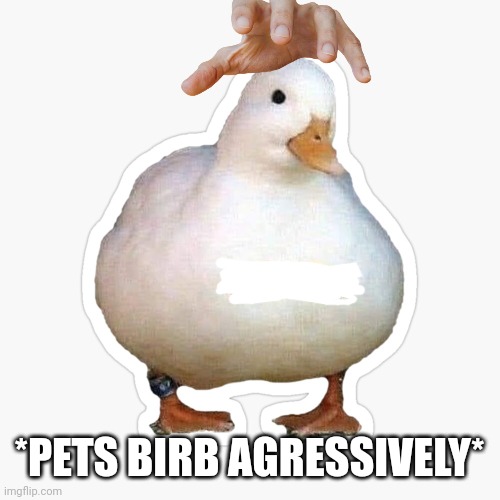 shy duck | *PETS BIRB AGRESSIVELY* | image tagged in shy duck | made w/ Imgflip meme maker