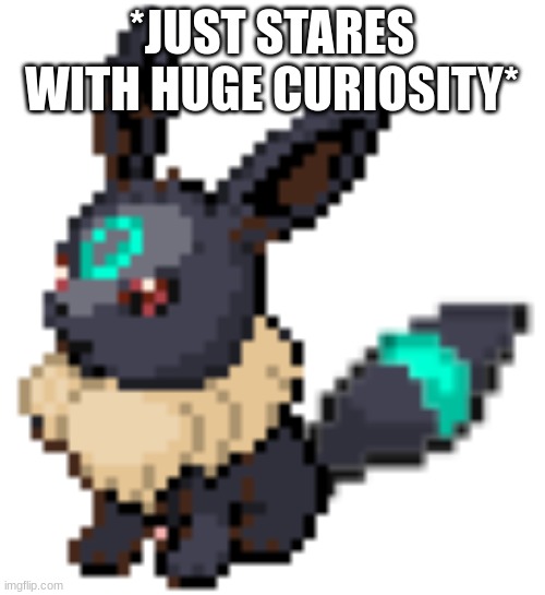 baby rocky the umbreon | *JUST STARES WITH HUGE CURIOSITY* | image tagged in baby rocky the umbreon | made w/ Imgflip meme maker