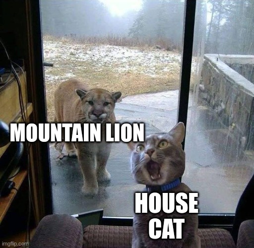 ... | MOUNTAIN LION; HOUSE CAT | image tagged in house cat with mountain lion at the door | made w/ Imgflip meme maker