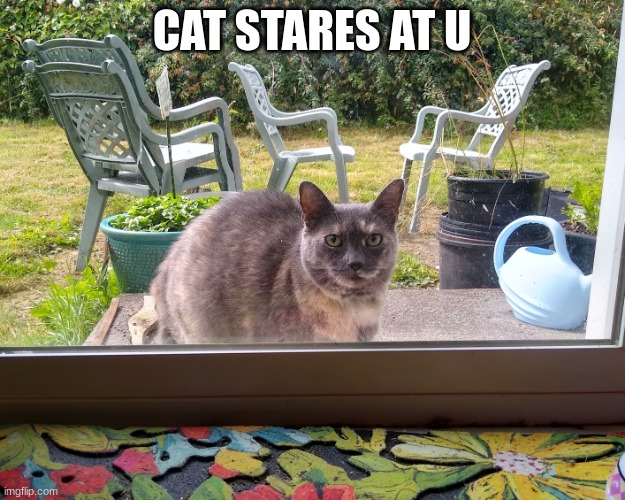 ... | CAT STARES AT U | image tagged in cat looking in | made w/ Imgflip meme maker