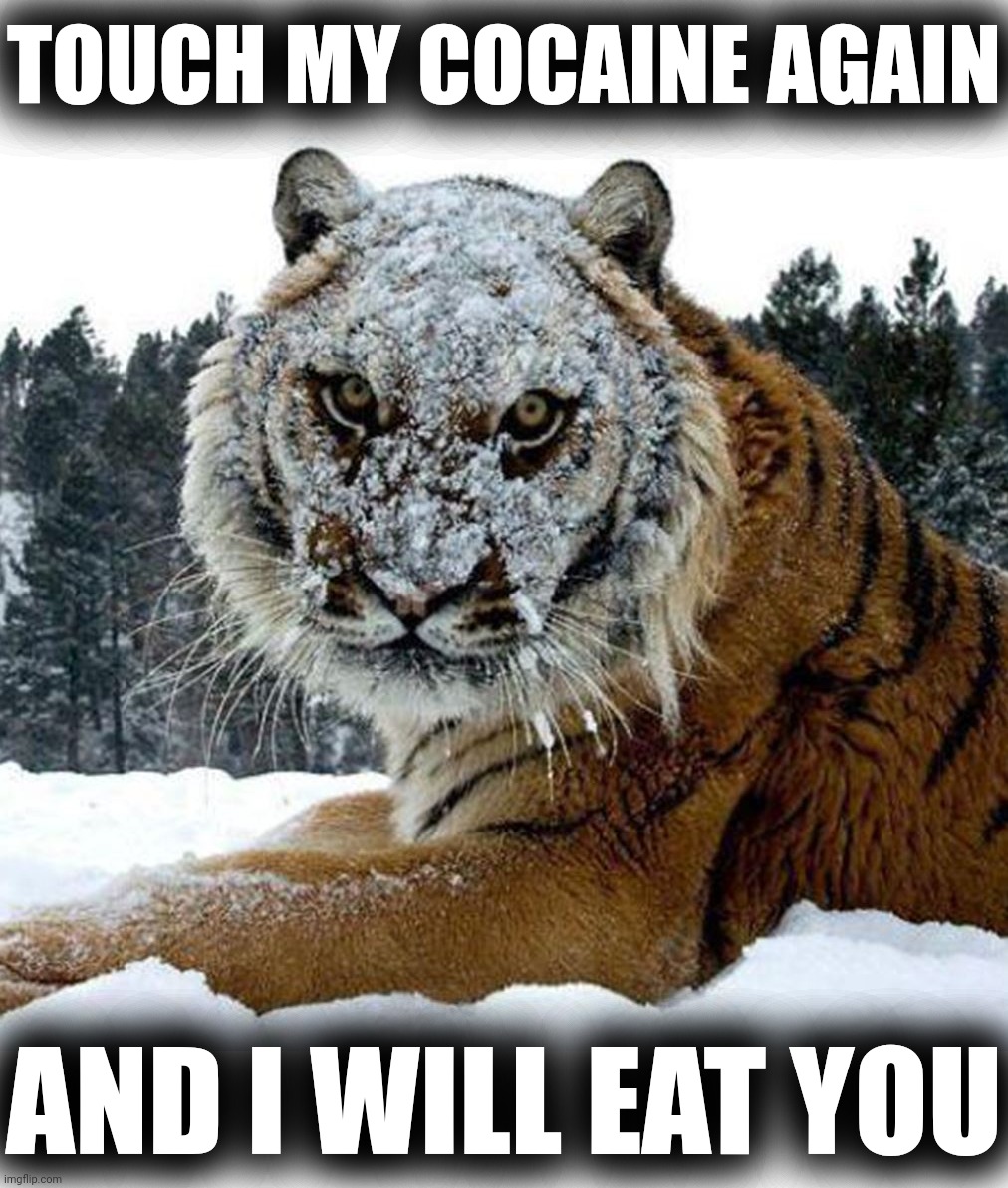 Snow Tiger | TOUCH MY COCAINE AGAIN; AND I WILL EAT YOU | image tagged in snow,tiger,snow tiger,cocaine,cocaine is a hell of a drug,tiger week | made w/ Imgflip meme maker