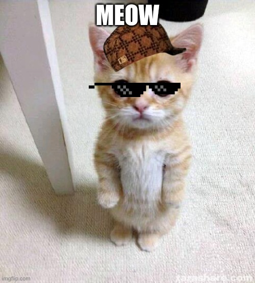 Cute Cat Meme | MEOW | image tagged in memes,cute cat | made w/ Imgflip meme maker