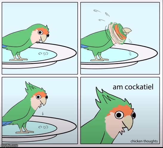 Birb comic: cockatiel | image tagged in birb,comics | made w/ Imgflip meme maker