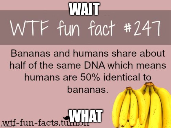 Banana | WAIT; WHAT | image tagged in funny,cool | made w/ Imgflip meme maker