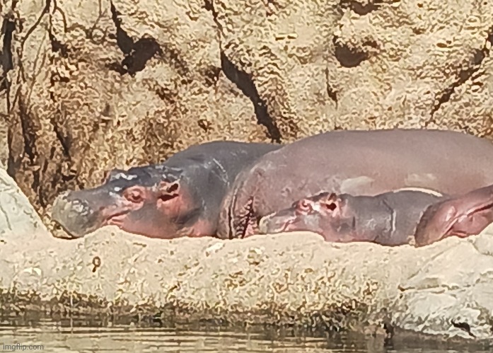 Fiona and Fritz, Ohio's most famous hippos! | image tagged in hippo,fiona,fritz,cincinnati,zoo | made w/ Imgflip meme maker