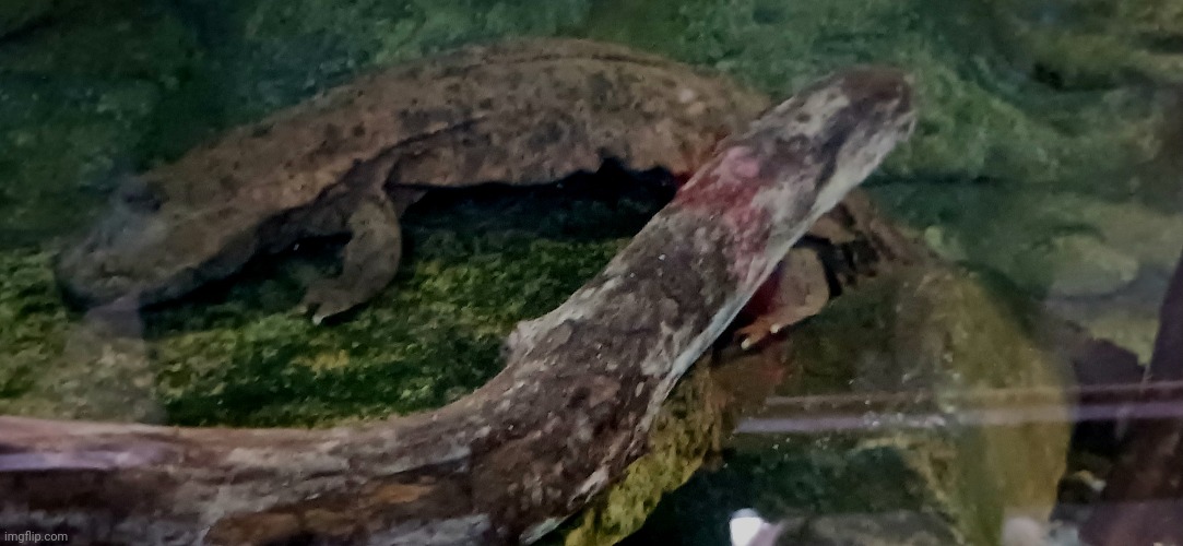 The hellbender salamander at the Cincinnati Zoo was actually active today | image tagged in zoo,cincinnati,salamander | made w/ Imgflip meme maker