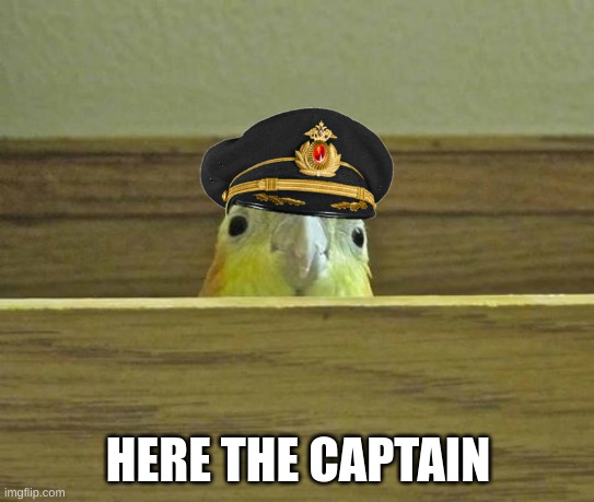 The Birb | HERE THE CAPTAIN | image tagged in the birb | made w/ Imgflip meme maker