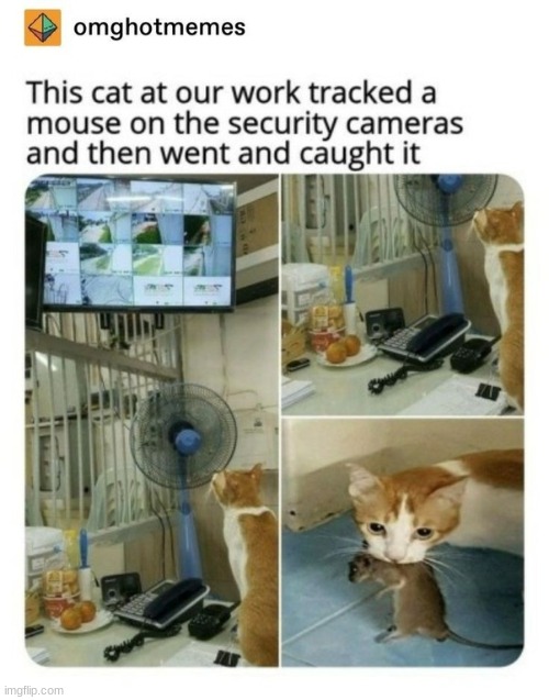 Idk if this is wholesome. It's more of a cat being successful at what every predator does | image tagged in cats | made w/ Imgflip meme maker