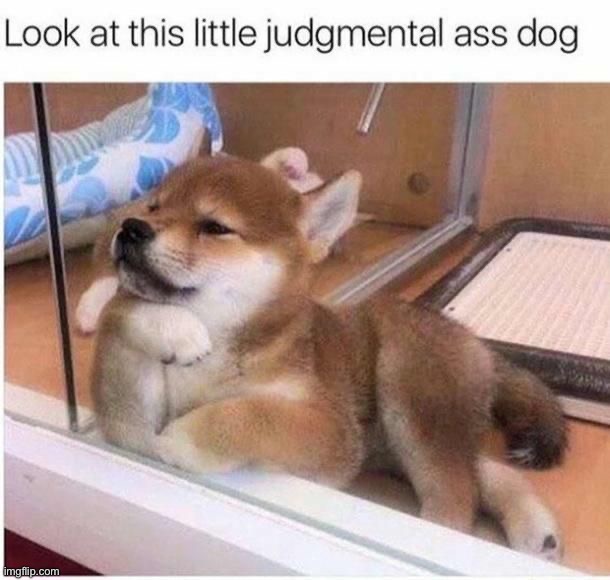 image tagged in memes,funny,dogs | made w/ Imgflip meme maker