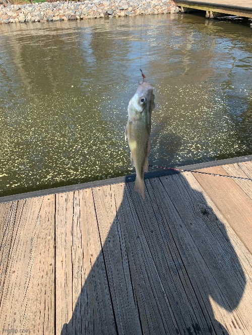 I CAUGHT A FISH AT MY GRANDMAS HOUSE | image tagged in fish,cool | made w/ Imgflip meme maker