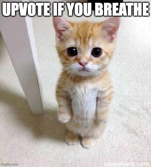 give me upvote | UPVOTE IF YOU BREATHE | image tagged in memes,cute cat | made w/ Imgflip meme maker