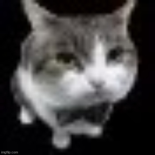 Le wawa cat | image tagged in le wawa cat | made w/ Imgflip meme maker