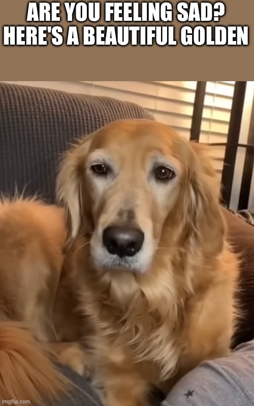 ARE YOU FEELING SAD? HERE'S A BEAUTIFUL GOLDEN | made w/ Imgflip meme maker