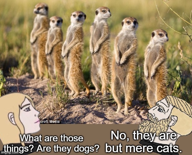Meerkats | What are those things? Are they dogs? No, they are but mere cats. | image tagged in meerkats,meerkat | made w/ Imgflip meme maker