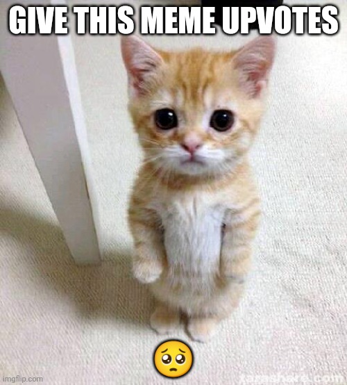 The cat commands it | GIVE THIS MEME UPVOTES; 🥺 | image tagged in memes,cute cat | made w/ Imgflip meme maker