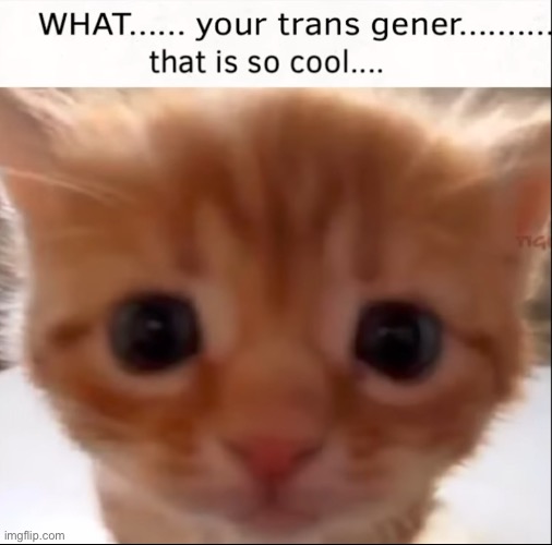 Smol cat approved | image tagged in trans gener | made w/ Imgflip meme maker