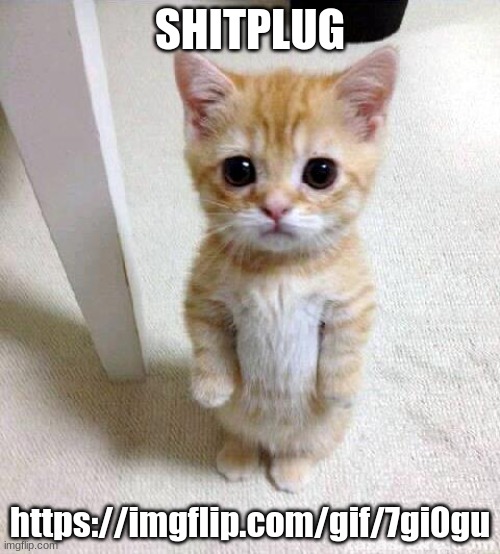 Cute Cat | SHITPLUG; https://imgflip.com/gif/7gi0gu | image tagged in memes,cute cat | made w/ Imgflip meme maker