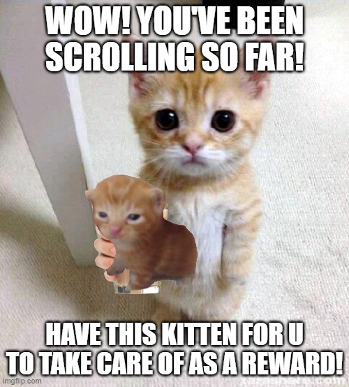 Cute Cat | WOW! YOU'VE BEEN SCROLLING SO FAR! HAVE THIS KITTEN FOR U TO TAKE CARE OF AS A REWARD! | image tagged in memes,cute cat,scrolling so far,kittens,front page plz | made w/ Imgflip meme maker