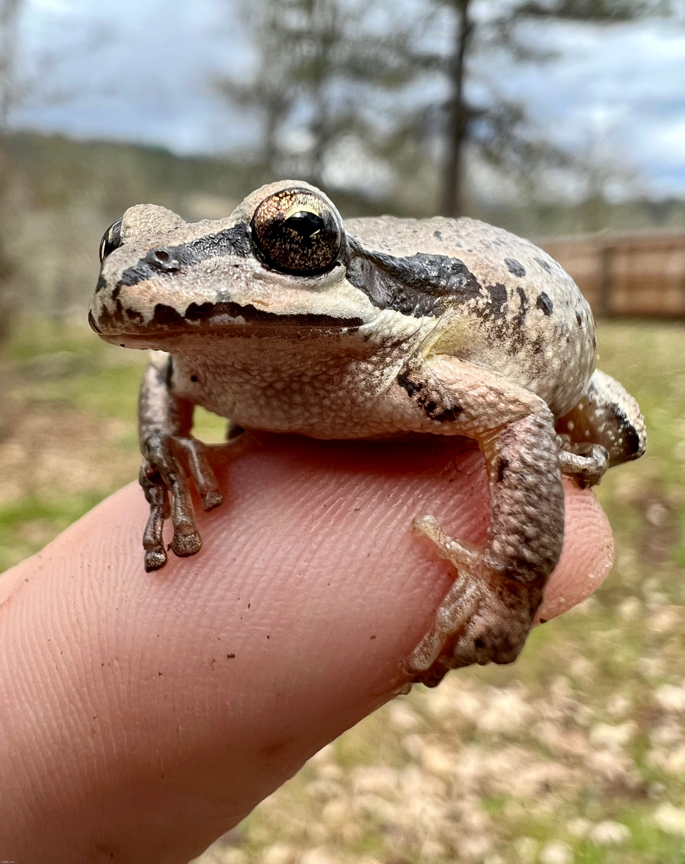 Frog! | made w/ Imgflip meme maker