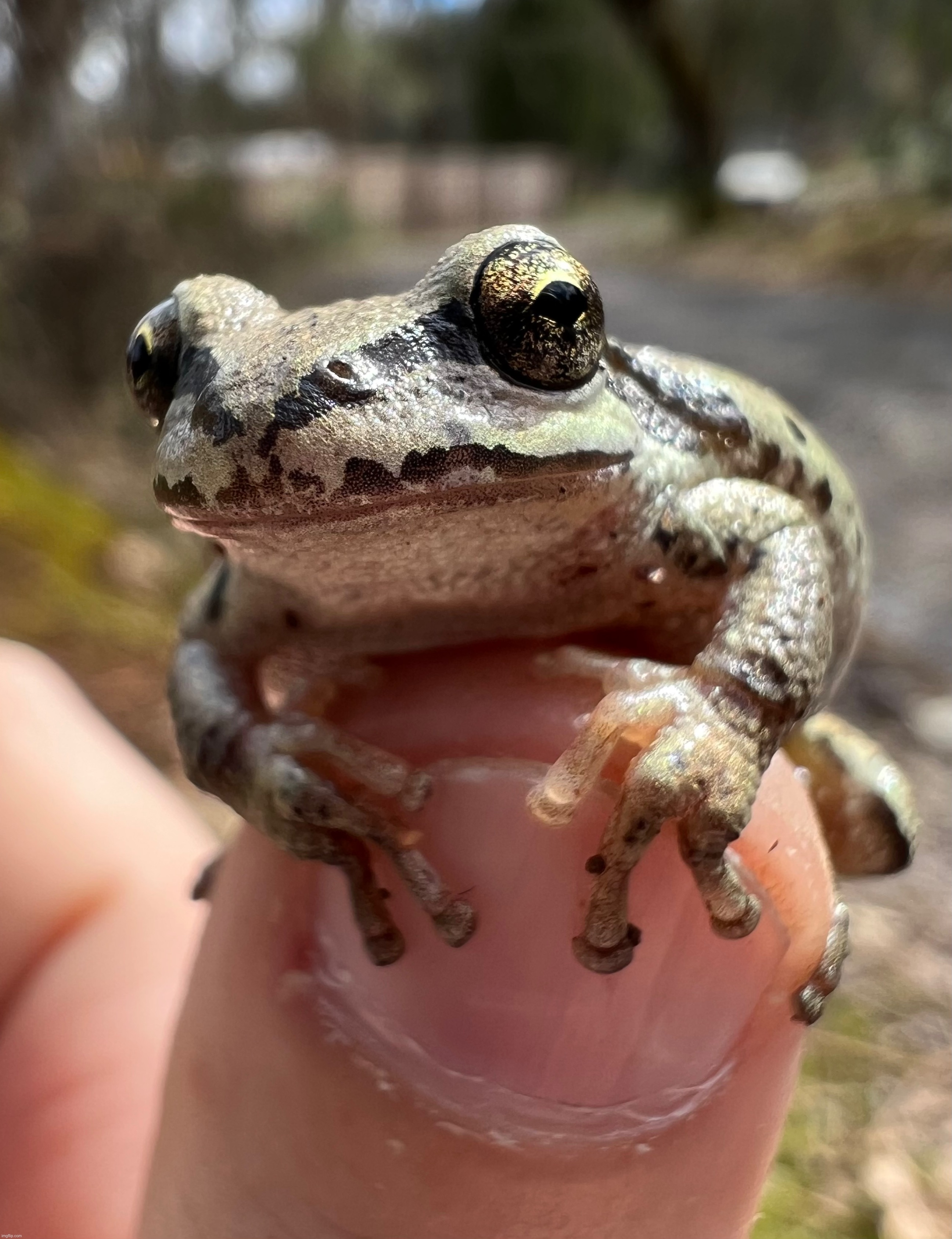 Finger Frog | made w/ Imgflip meme maker