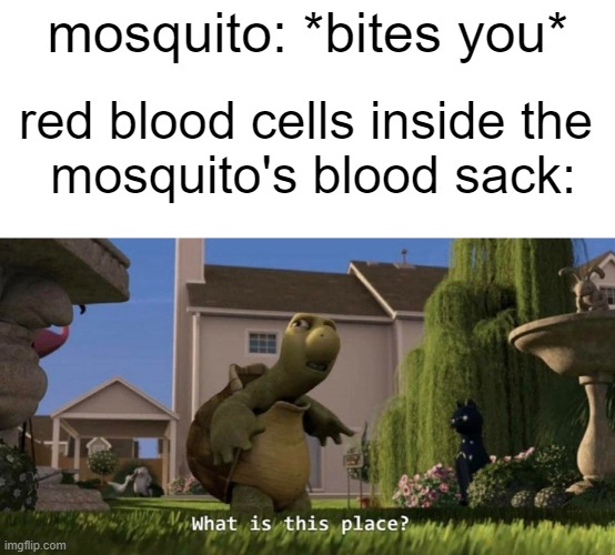 credit to friend | mosquito: *bites you*; red blood cells inside the 
mosquito's blood sack: | image tagged in what is this place,science,blood,mosquito,lol | made w/ Imgflip meme maker