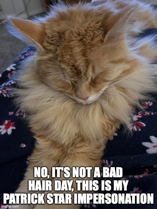 Cats do Cos Play too | NO, IT'S NOT A BAD HAIR DAY, THIS IS MY PATRICK STAR IMPERSONATION | image tagged in funny cats | made w/ Imgflip meme maker