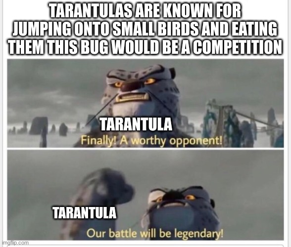 Finally! A worthy opponent! | TARANTULAS ARE KNOWN FOR JUMPING ONTO SMALL BIRDS AND EATING THEM THIS BUG WOULD BE A COMPETITION TARANTULA TARANTULA | image tagged in finally a worthy opponent | made w/ Imgflip meme maker