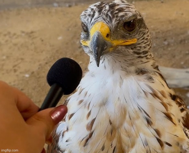 What is he gonna say | made w/ Imgflip meme maker